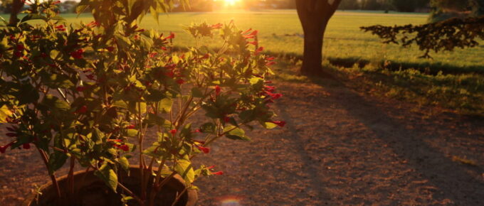 ondergaande zon tuin frankrijk